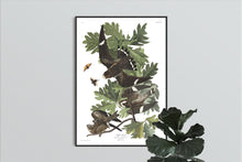 Load image into Gallery viewer, Night Hawk Print by John Audubon
