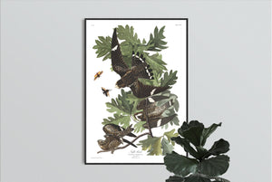 Night Hawk Print by John Audubon