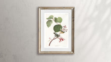 Load image into Gallery viewer, Pine Swamp Warbler Print by John Audubon