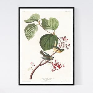 Pine Swamp Warbler Print by John Audubon