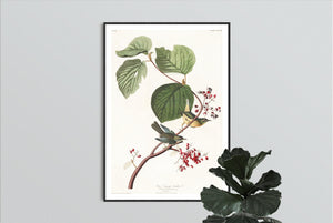 Pine Swamp Warbler Print by John Audubon