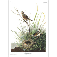 Load image into Gallery viewer, Sharp-Tailed Finch Print by John Audubon