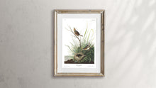 Load image into Gallery viewer, Sharp-Tailed Finch Print by John Audubon