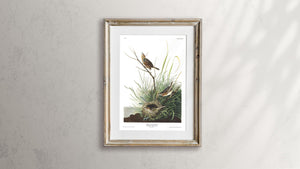 Sharp-Tailed Finch Print by John Audubon