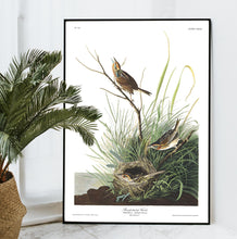 Load image into Gallery viewer, Sharp-Tailed Finch Print by John Audubon