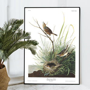 Sharp-Tailed Finch Print by John Audubon
