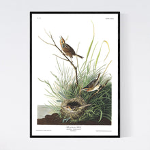 Load image into Gallery viewer, Sharp-Tailed Finch Print by John Audubon