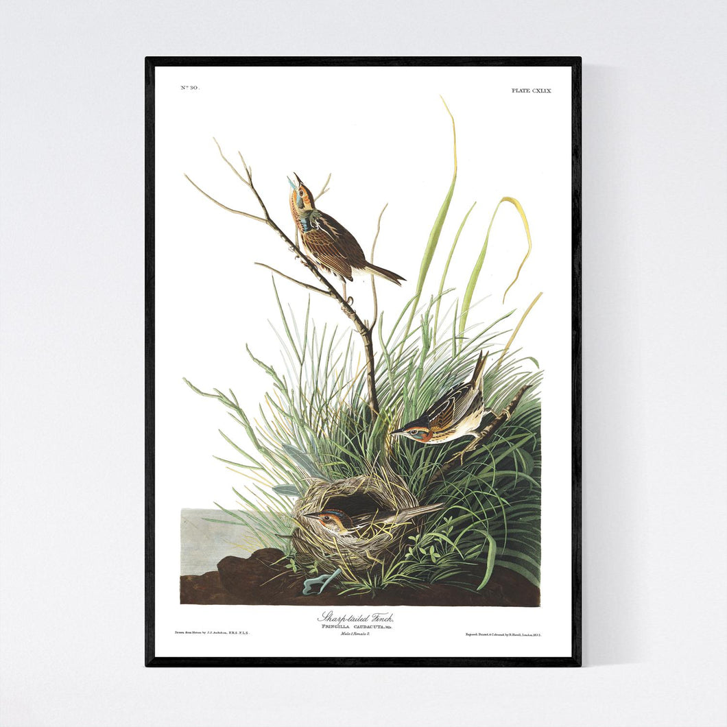 Sharp-Tailed Finch Print by John Audubon