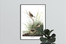 Load image into Gallery viewer, Sharp-Tailed Finch Print by John Audubon