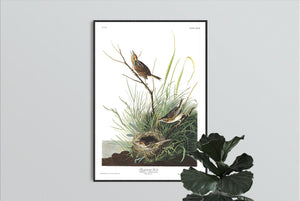 Sharp-Tailed Finch Print by John Audubon
