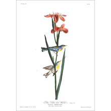 Load image into Gallery viewer, Blue Yellow Back Warbler Print by John Audubon