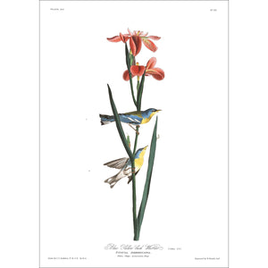 Blue Yellow Back Warbler Print by John Audubon