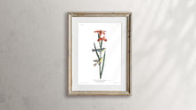 Load image into Gallery viewer, Blue Yellow Back Warbler Print by John Audubon