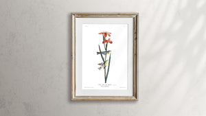 Blue Yellow Back Warbler Print by John Audubon