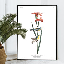 Load image into Gallery viewer, Blue Yellow Back Warbler Print by John Audubon