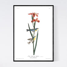 Load image into Gallery viewer, Blue Yellow Back Warbler Print by John Audubon