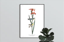 Load image into Gallery viewer, Blue Yellow Back Warbler Print by John Audubon