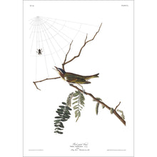 Load image into Gallery viewer, Red-Eyed Vireo Print by John Audubon