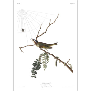 Red-Eyed Vireo Print by John Audubon