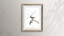 Load image into Gallery viewer, Red-Eyed Vireo Print by John Audubon