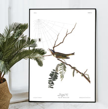 Load image into Gallery viewer, Red-Eyed Vireo Print by John Audubon