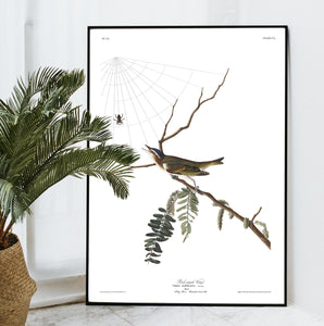 Red-Eyed Vireo Print by John Audubon