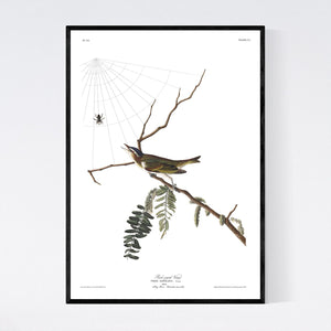Red-Eyed Vireo Print by John Audubon