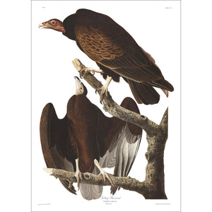 Turkey Buzzard Print by John Audubon