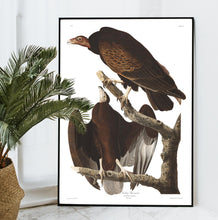 Load image into Gallery viewer, Turkey Buzzard Print by John Audubon
