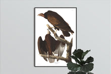 Load image into Gallery viewer, Turkey Buzzard Print by John Audubon