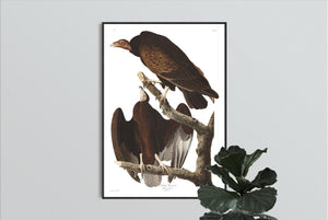 Turkey Buzzard Print by John Audubon