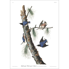 Load image into Gallery viewer, White-Breasted Black-Capped Nuthatch Print by John Audubon