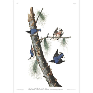 White-Breasted Black-Capped Nuthatch Print by John Audubon