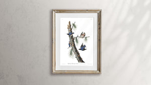 White-Breasted Black-Capped Nuthatch Print by John Audubon