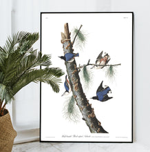 Load image into Gallery viewer, White-Breasted Black-Capped Nuthatch Print by John Audubon