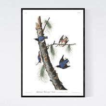 Load image into Gallery viewer, White-Breasted Black-Capped Nuthatch Print by John Audubon
