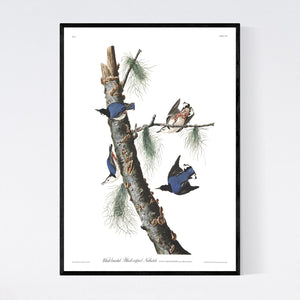 White-Breasted Black-Capped Nuthatch Print by John Audubon