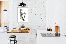 Load image into Gallery viewer, White-Breasted Black-Capped Nuthatch Print by John Audubon