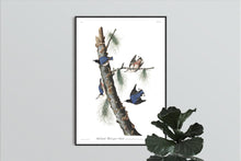 Load image into Gallery viewer, White-Breasted Black-Capped Nuthatch Print by John Audubon