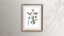 Load image into Gallery viewer, Yellow Rump Warbler Print by John Audubon