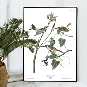 Yellow Rump Warbler Print by John Audubon