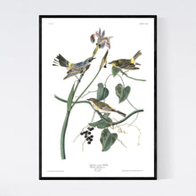 Load image into Gallery viewer, Yellow Rump Warbler Print by John Audubon