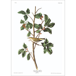 Tennessee Warbler Print by John Audubon