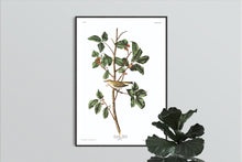Load image into Gallery viewer, Tennessee Warbler Print by John Audubon