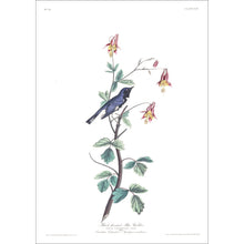 Load image into Gallery viewer, Black-Throated Blue Warbler Print by John Audubon