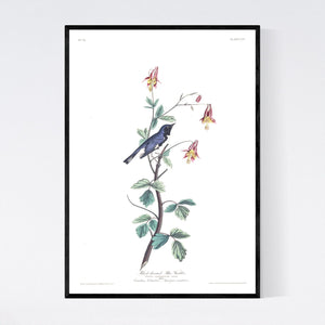 Black-Throated Blue Warbler Print by John Audubon