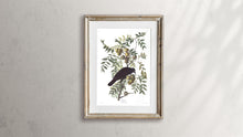 Load image into Gallery viewer, American Crow Print by John Audubon