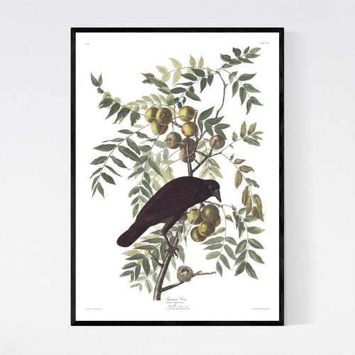 American Crow Print by John Audubon