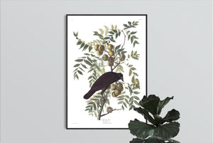 American Crow Print by John Audubon