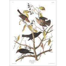 Load image into Gallery viewer, Rusty Grakle Print by John Audubon